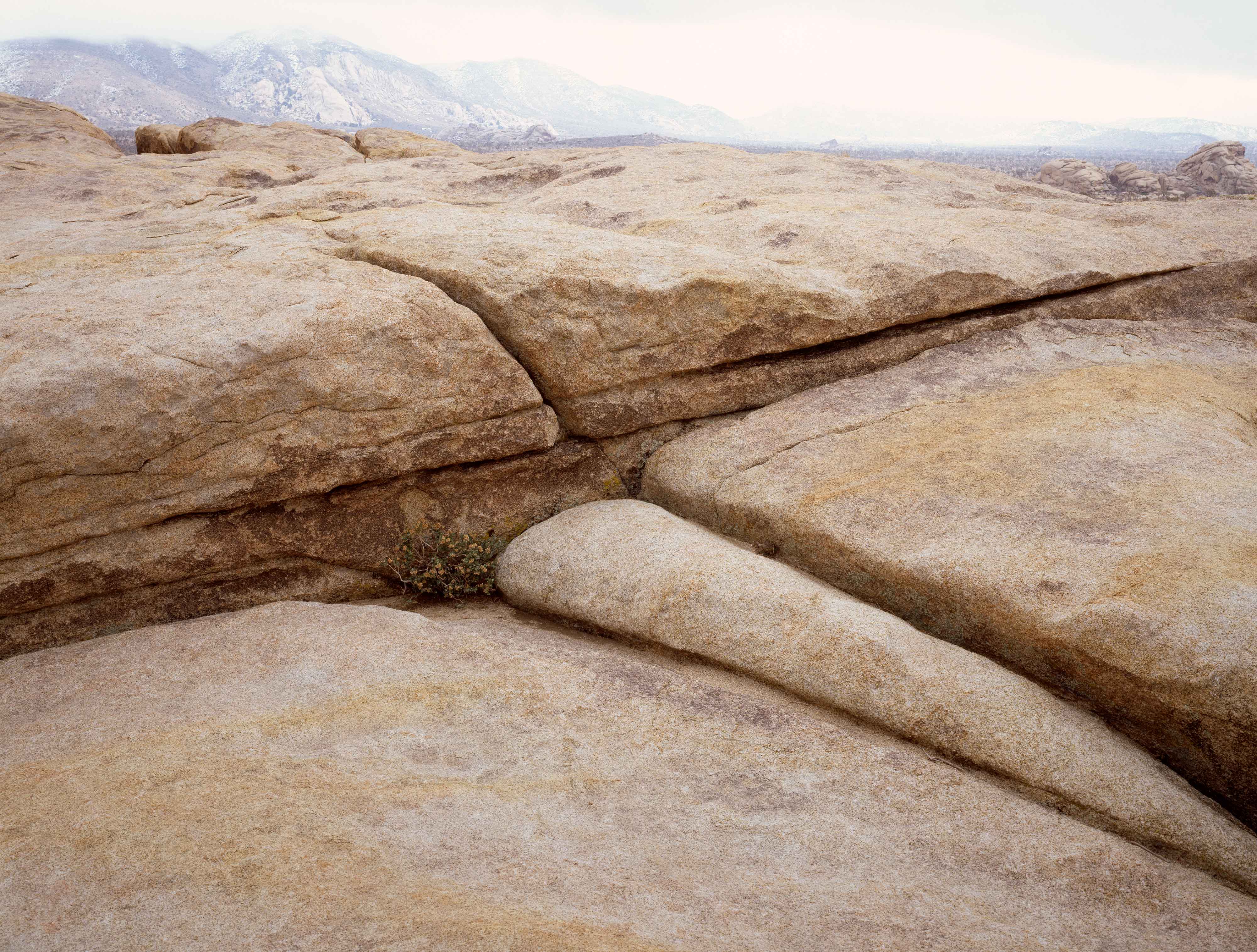 Joshua Tree 3