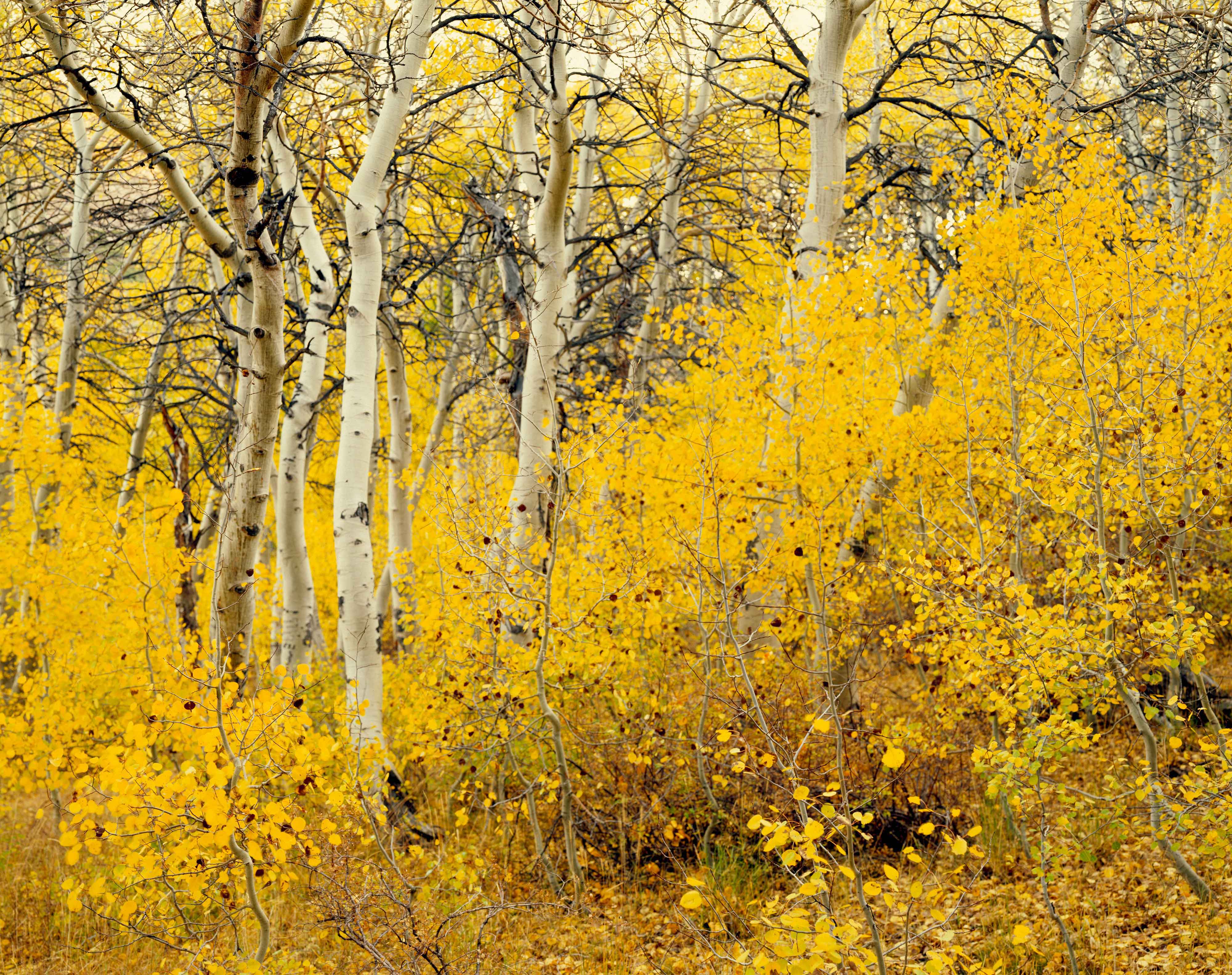 Birch Hope Valley