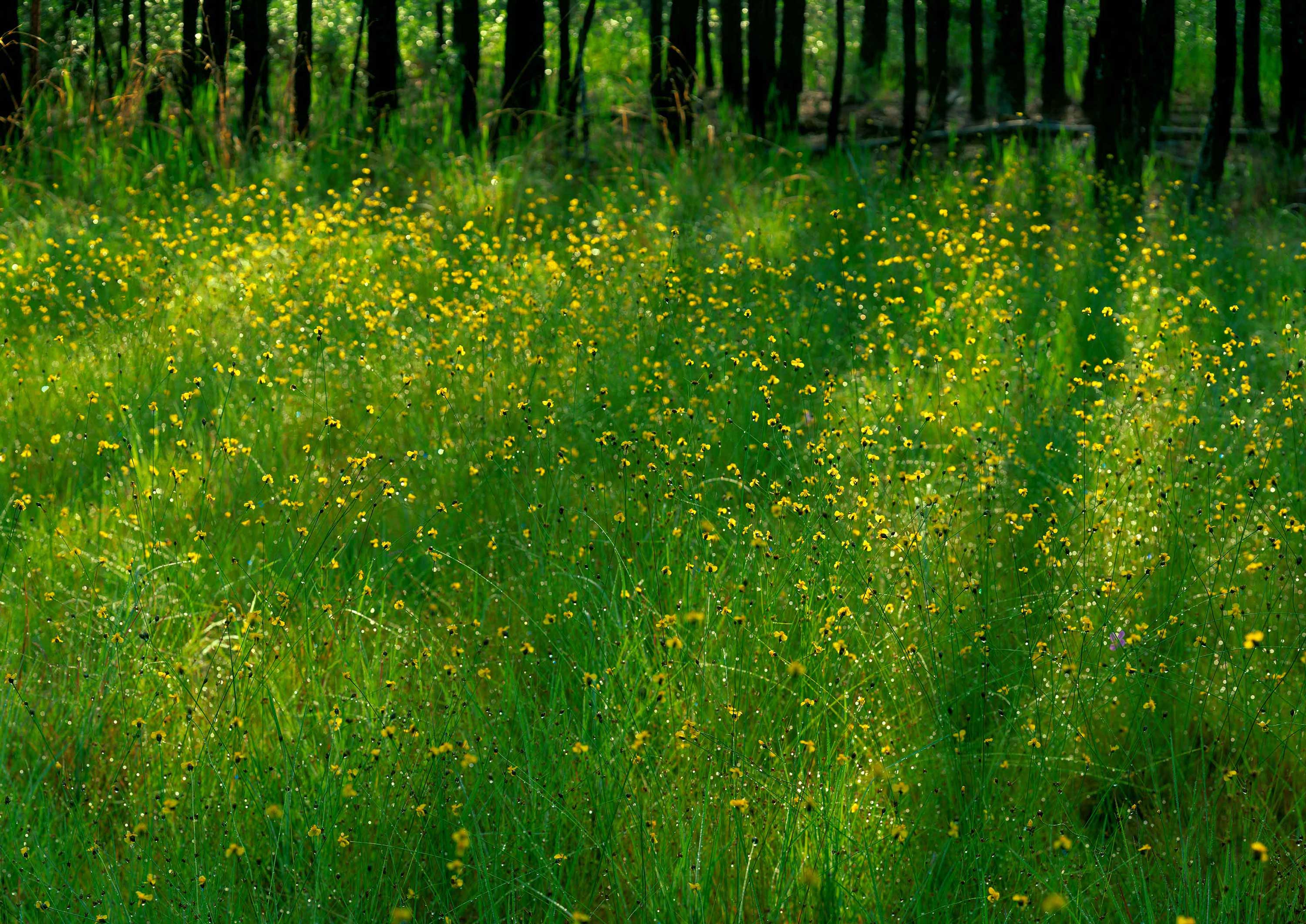 Flower Field