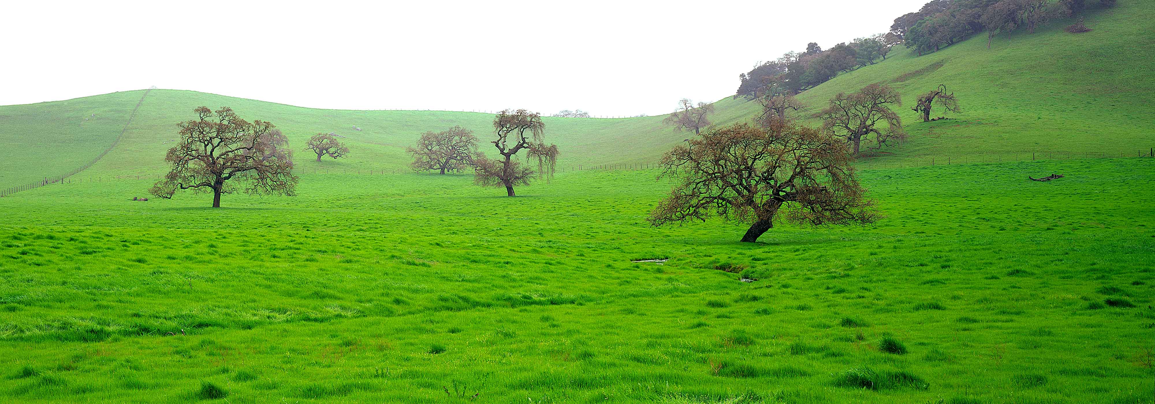 Oak Field Hwy101