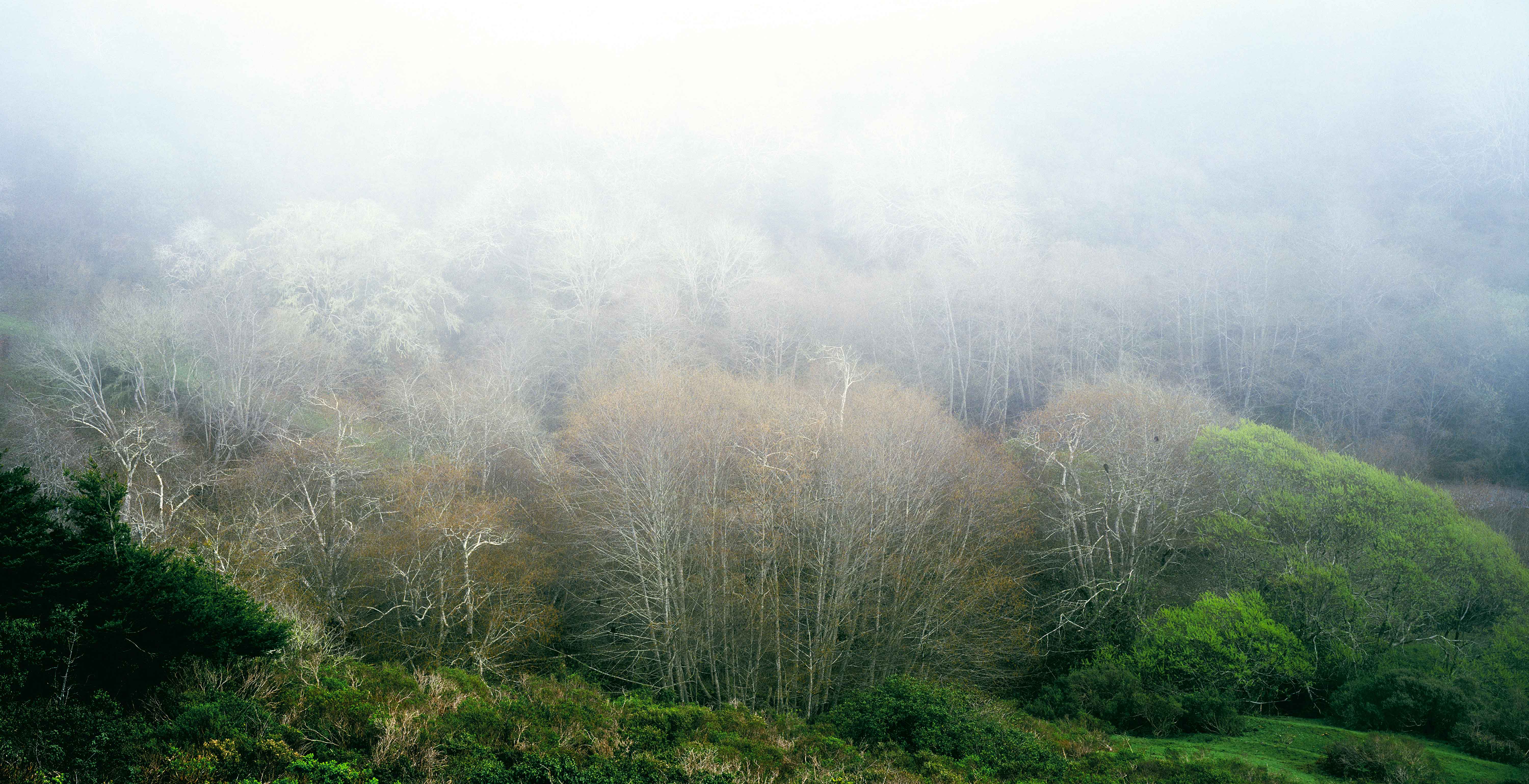 Ravens In Mist Hwy 1