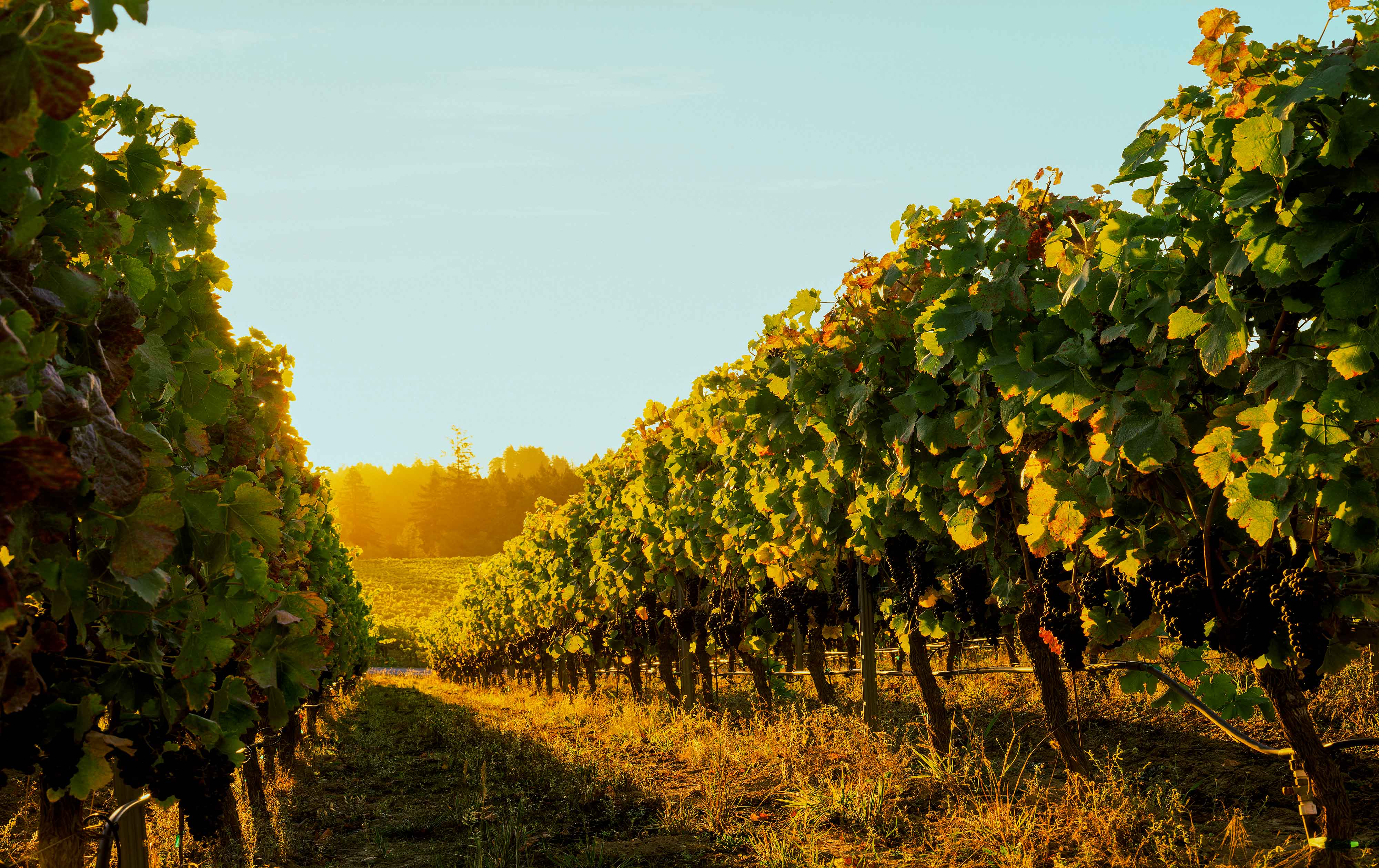 Vines Row