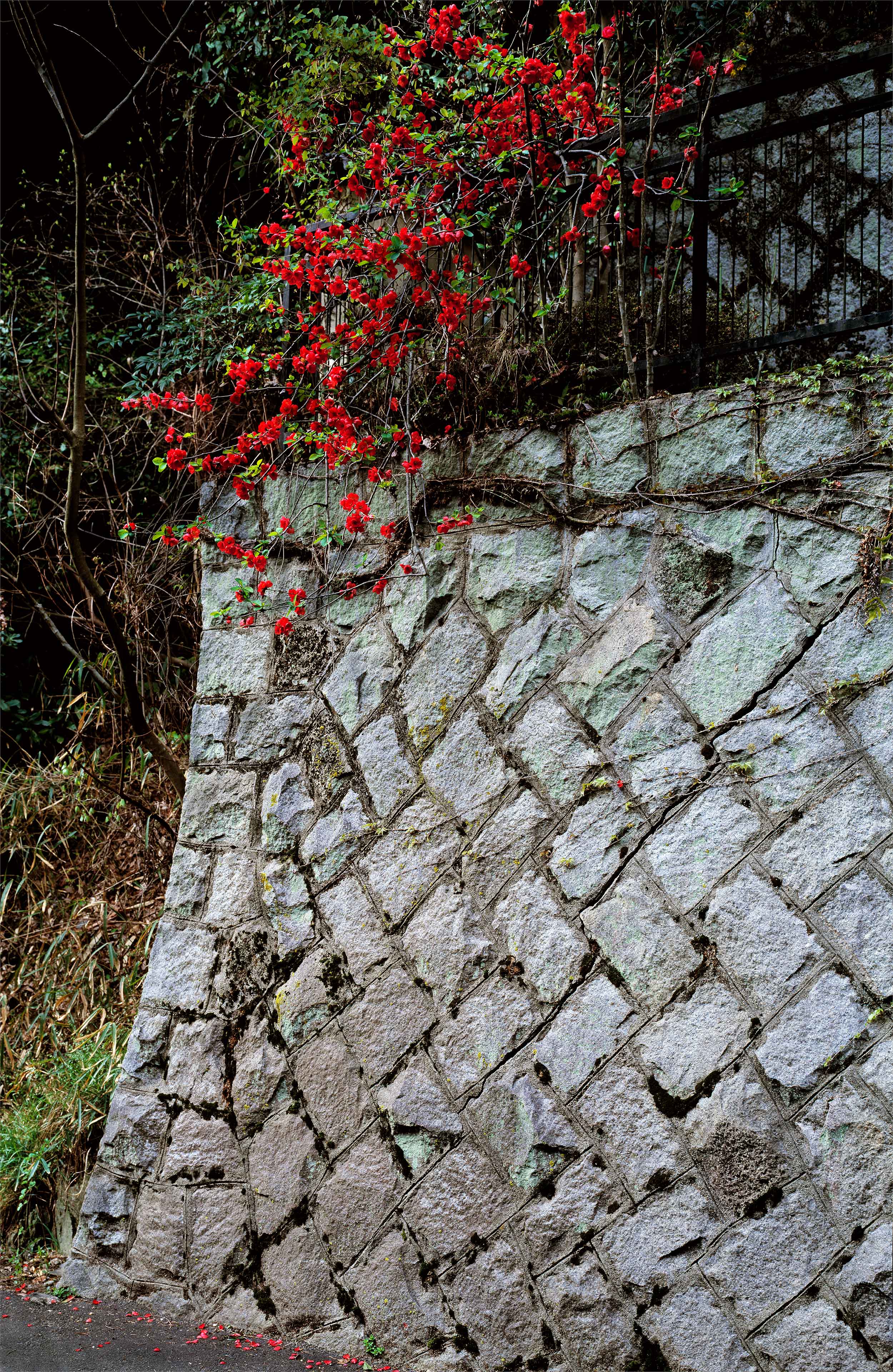 Kyoto Wall