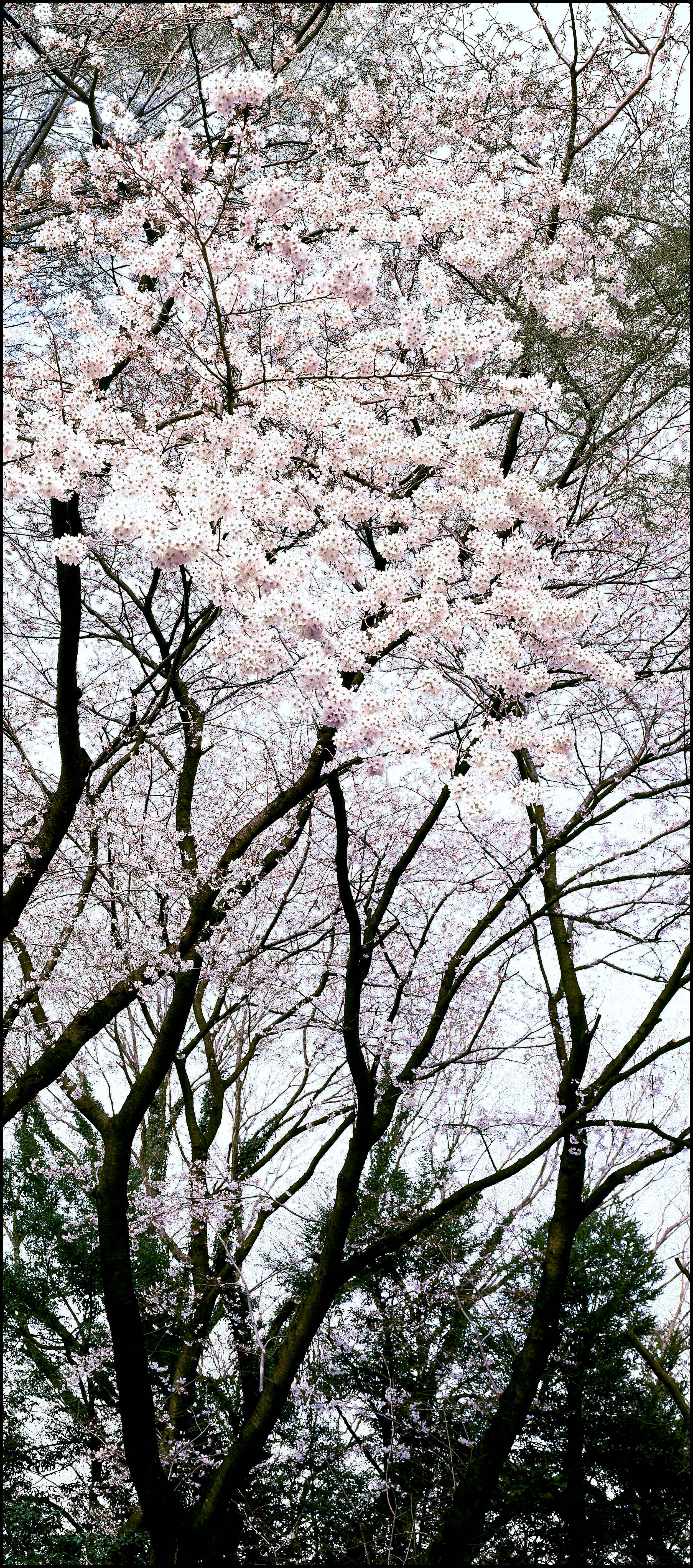 Sakura Kawaguchi