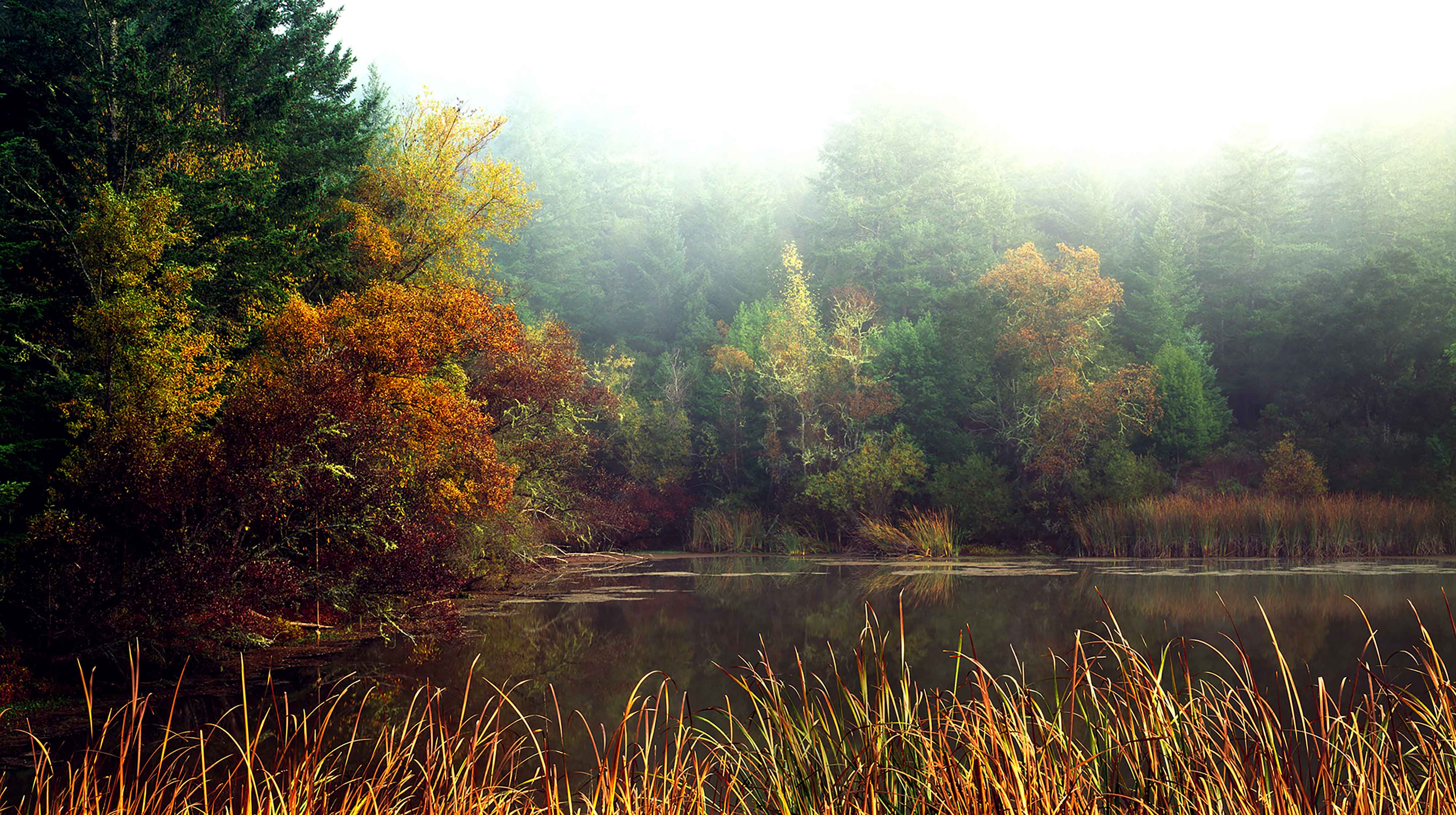 Pond In Fall