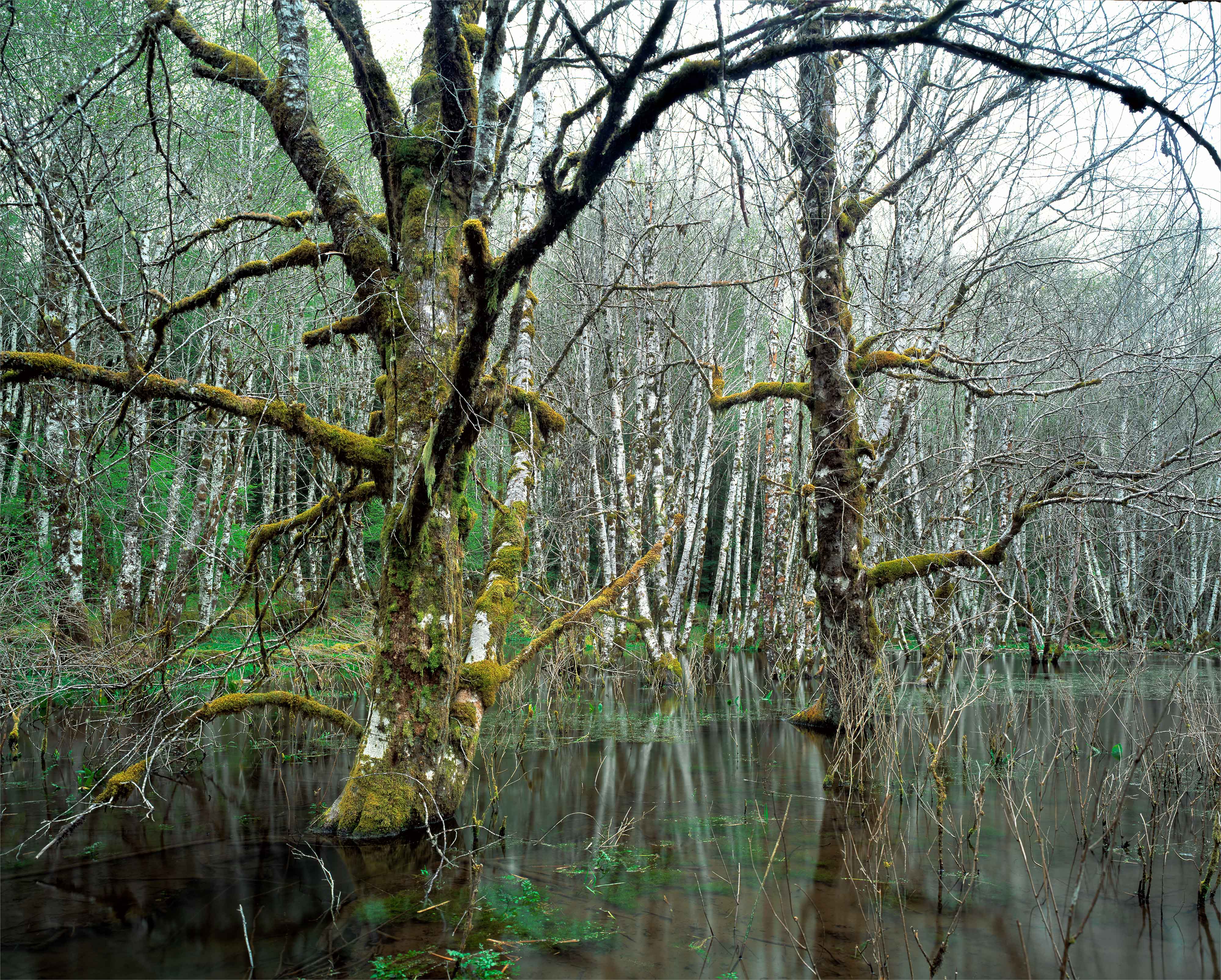 Wolf Creek Swamp